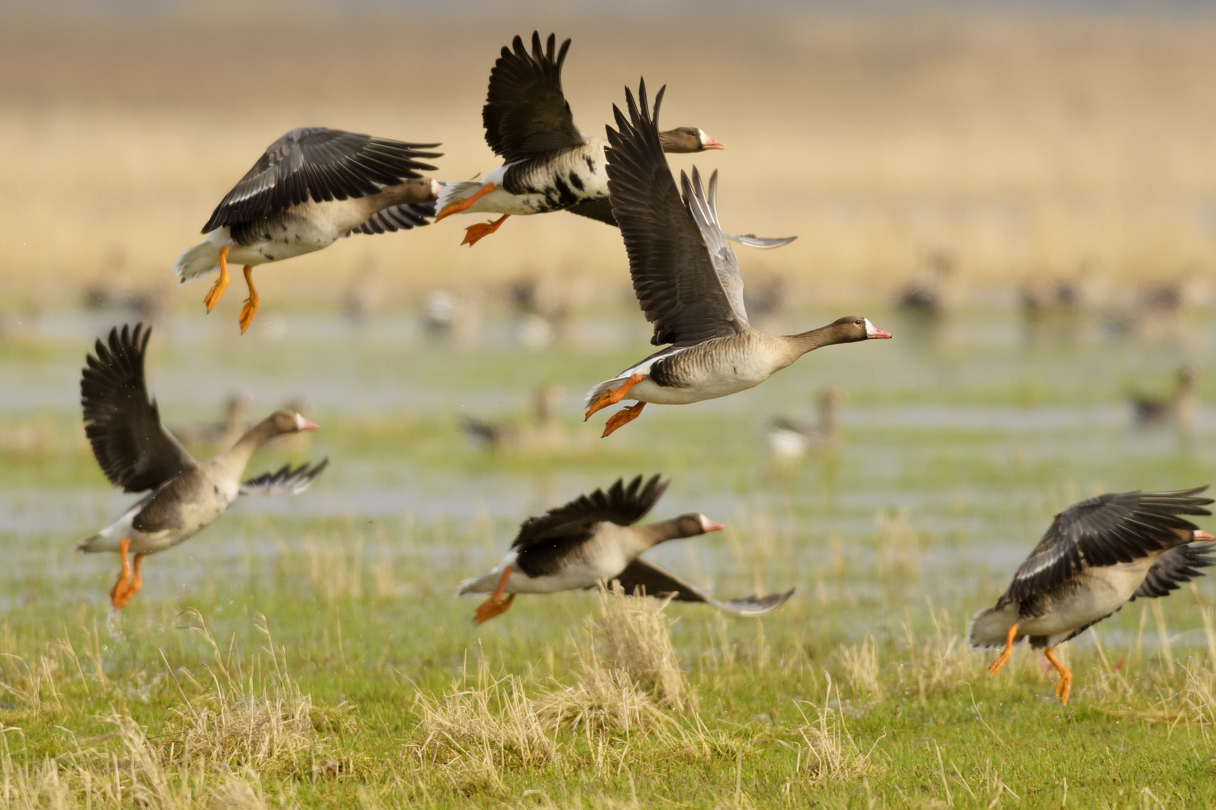 Snow Goose and Speck Hunting