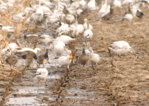 Discover Some Fascinating Facts about Mid-continent Snow Geese