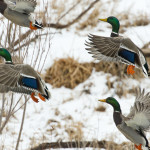 Missouri 2016 Waterfowl Hunting Season Announced!