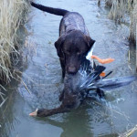 southeast Missouri specklebelly goose hunt