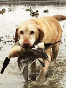 duck hunting dog