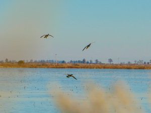 Mallard ducks