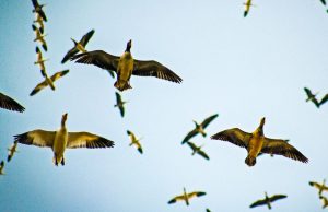 snow geese