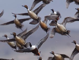 Missouri duck hunting