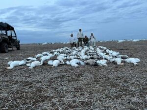 spring snow goose hunting